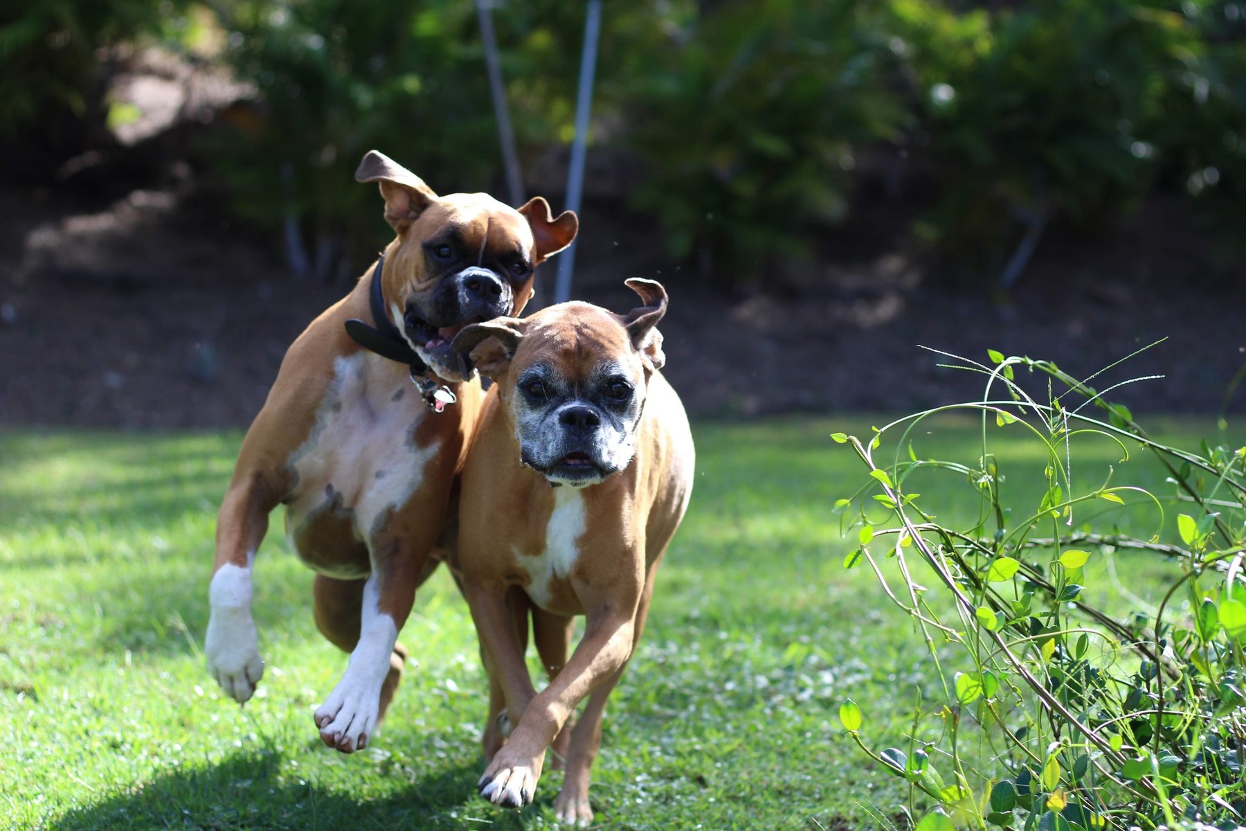 Bailey and Rexi running outside
